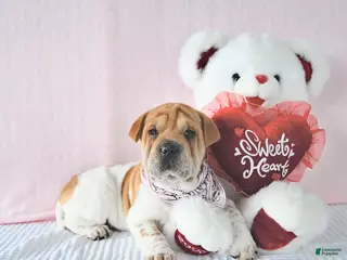 Mini Hippo dogs Dakota - Ad 5