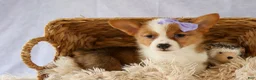 Welsh Corgi Pembroke dogs for sale: Yo-Yo 💕 - Ad 11