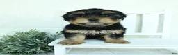 Yorkshire Terrier dogs for sale: Buster - Ad 3