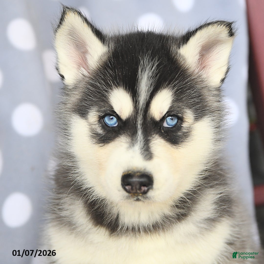 Siberian Husky dogs for sale: Cadbury - Ad 4