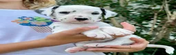Dalmatian dogs for sale: Magenta - Ad 3