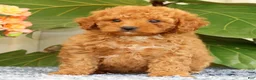 Cavapoo dogs for sale: Austin - Ad 3