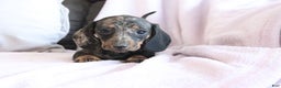 Miniature Dachshund dogs for sale: Steph - Ad 4