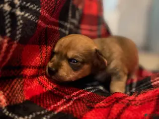 Mixed Breed dogs Redd - Ad 42