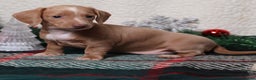 Dachshund dogs for sale: Daphne - Ad 7