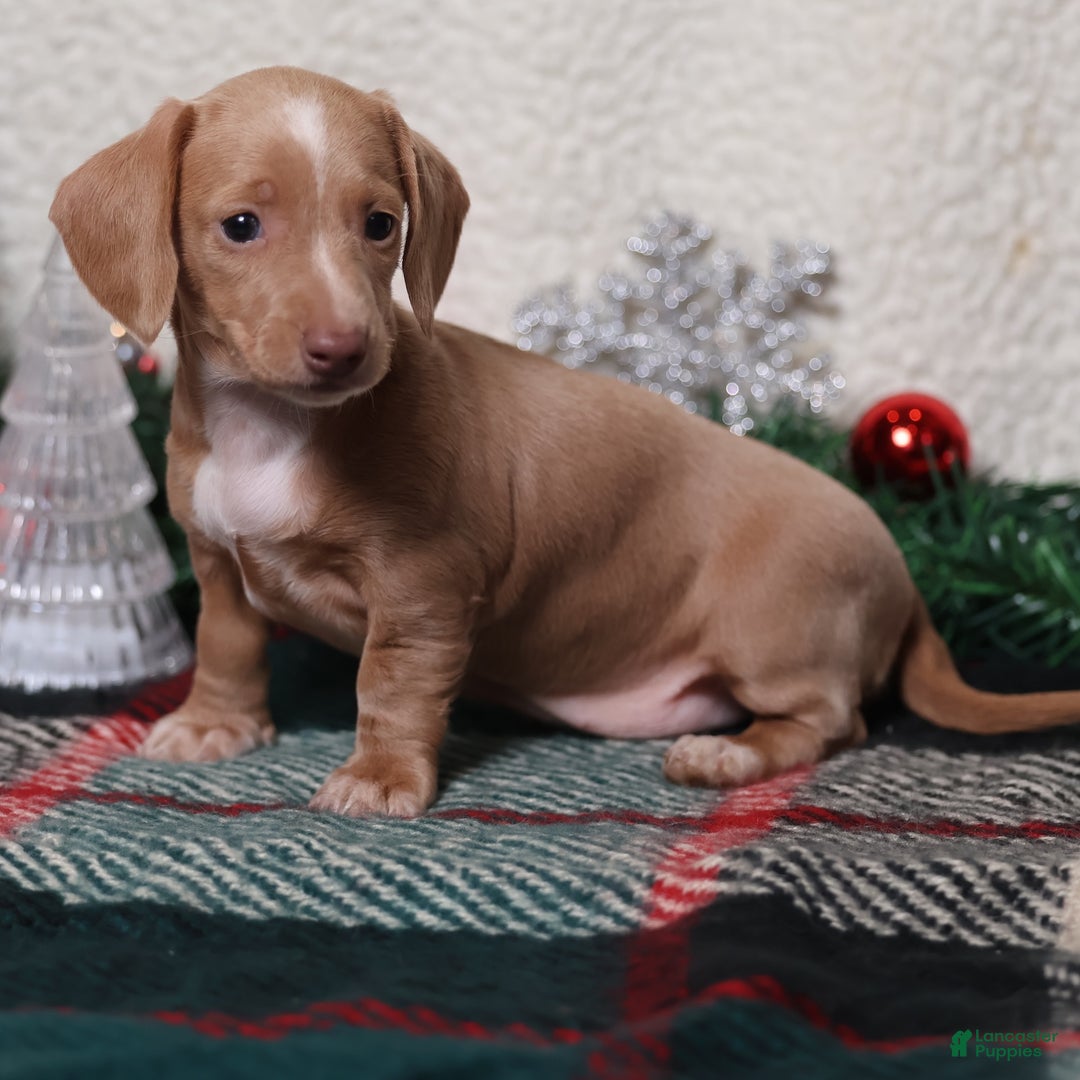 Dachshund dogs for sale: Daphne - Ad 7