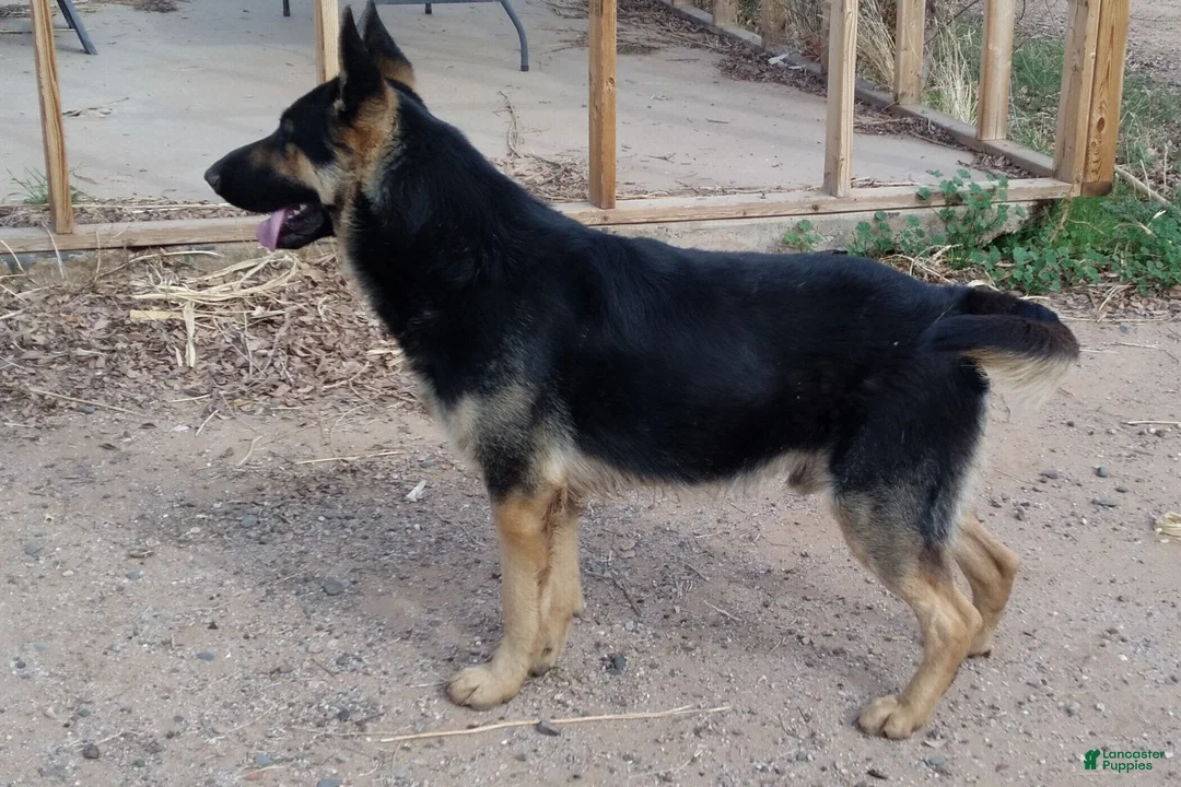 German Shepherd dogs for sale: Ragnar  - Ad 1