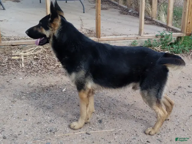 German Shepherd dogs for sale: Ragnar - Ad 1