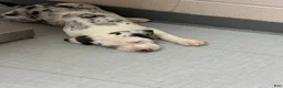 Catahoula Leopard Dog dogs for sale: Catahoula Leopard Dog "Bull" - Ad 5