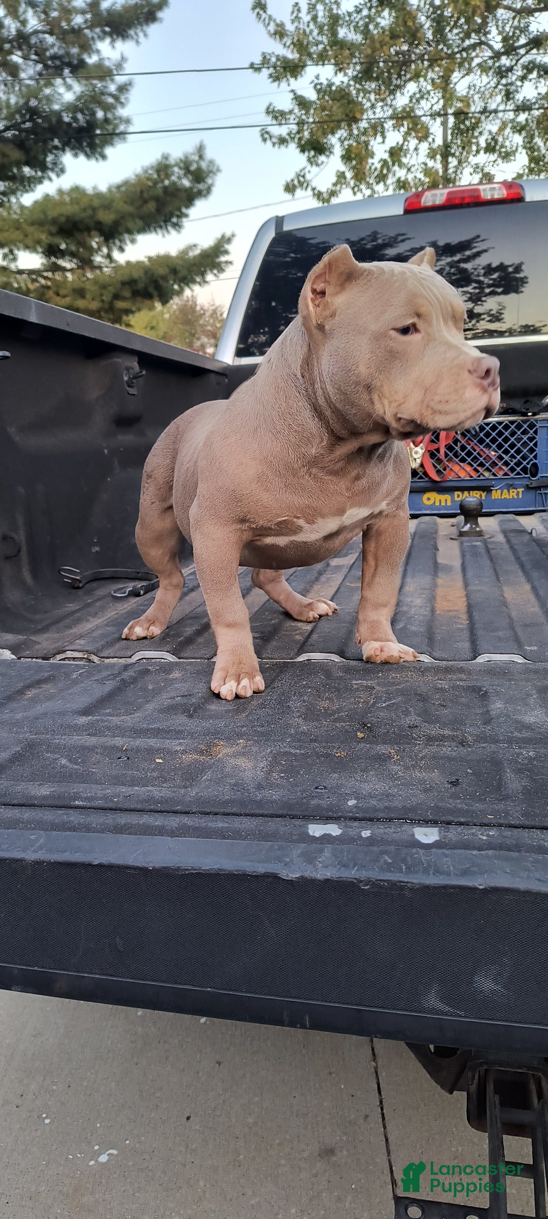 American Bully dogs for sale: American Bully Puppy 1 - Ad 5