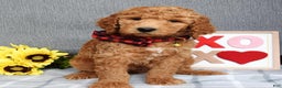 Standard Poodle dogs for sale: Charlie - Ad 6