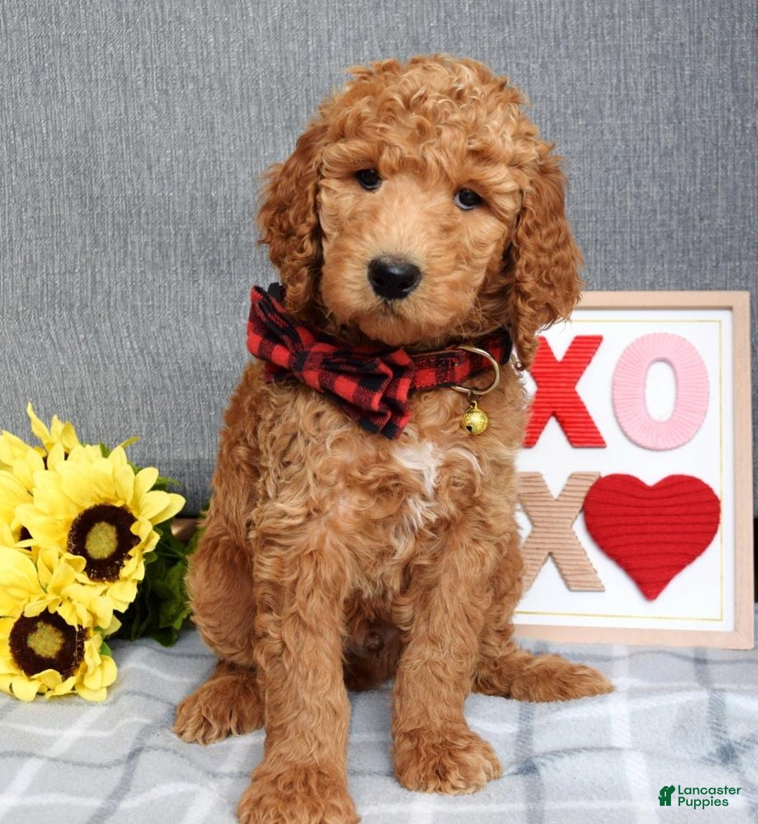 Standard Poodle dogs for sale: Charlie - Ad 6