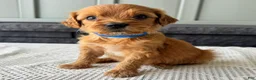 Mixed Breed dogs for sale: Billy - Ad 4