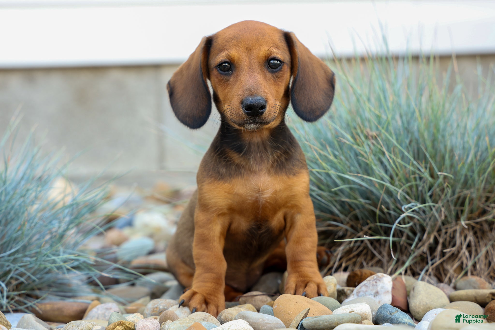 Miniature Dachshund dogs Sabrina 💝 - Ad 1