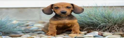 Miniature Dachshund dogs for sale: Sabrina 💝 - Ad 1
