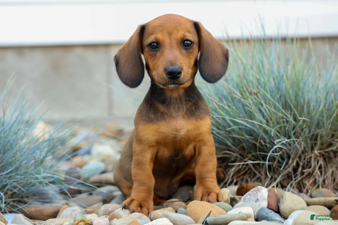 Miniature Dachshund dogs for sale: Sabrina 💝 - Ad 1