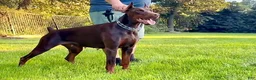 Doberman Pinscher dogs for sale: Bo - Ad 2