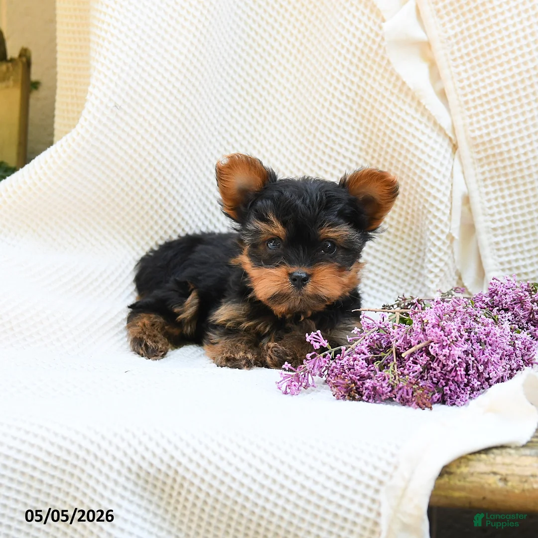 Yorkshire Terrier dogs for sale: Champagne - Ad 2