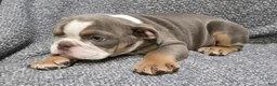 English Bulldog dogs for sale: Clarence - Ad 7