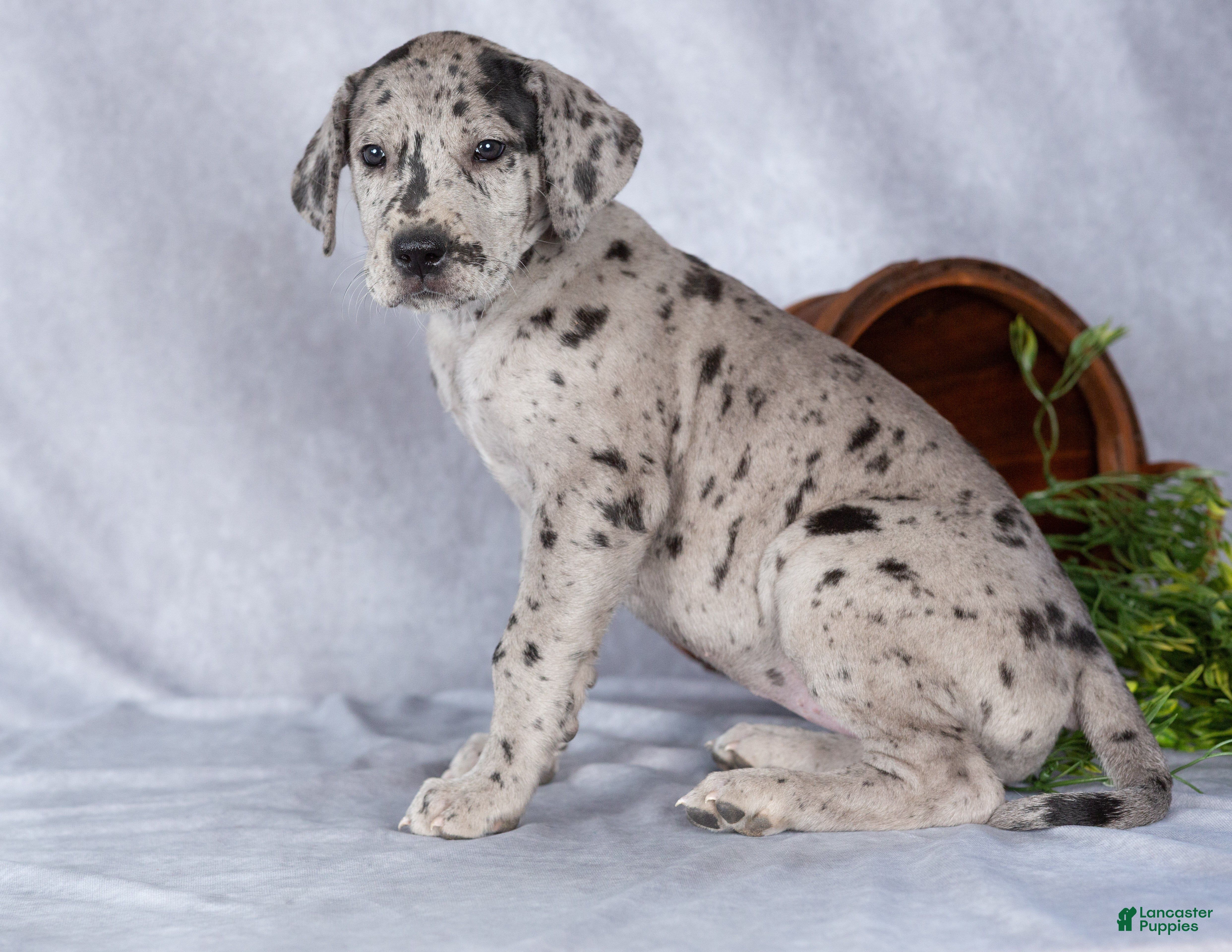 Great Dane dogs for sale: Maxine - Ad 2