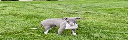 Italian Greyhound dogs for sale: Gina  - Ad 3