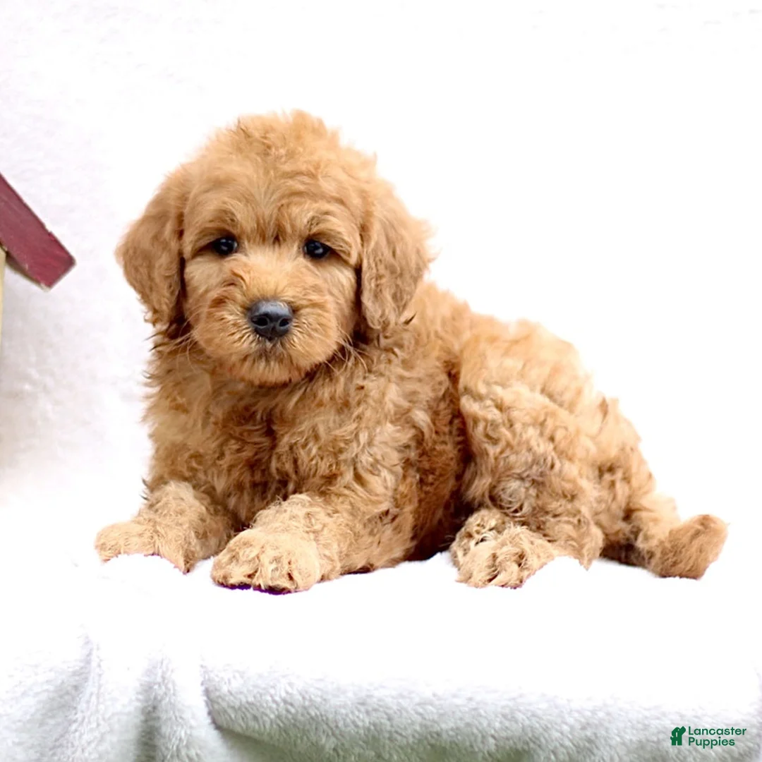 Mini Goldendoodle dogs for sale: Louie  - Ad 1