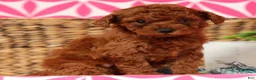 Cavapoo dogs for sale: Sasha - Ad 4