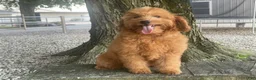 Mini Goldendoodle dogs for sale: Molly Mini Goldendoodle  - Ad 17