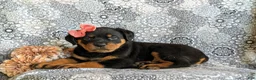Rottweiler dogs for sale: Darbie - Ad 5
