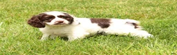 Cocker Spaniel dogs for sale: Lily - Ad 9