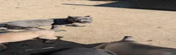Cane Corso dogs for sale: Cane Corso 1 - Ad 3