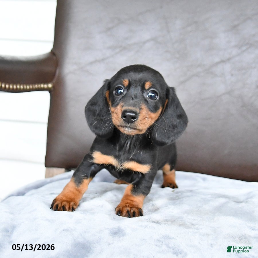 Miniature Dachshund dogs for sale: Charm  - Ad 1
