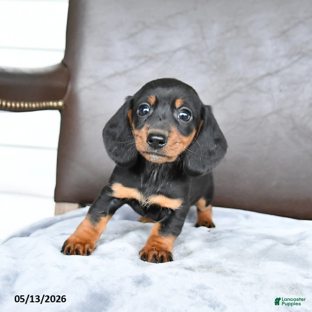 Miniature Dachshund dogs for sale: Charm  - Ad 1