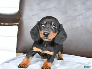 Miniature Dachshund dogs for sale: Charm - Ad 1