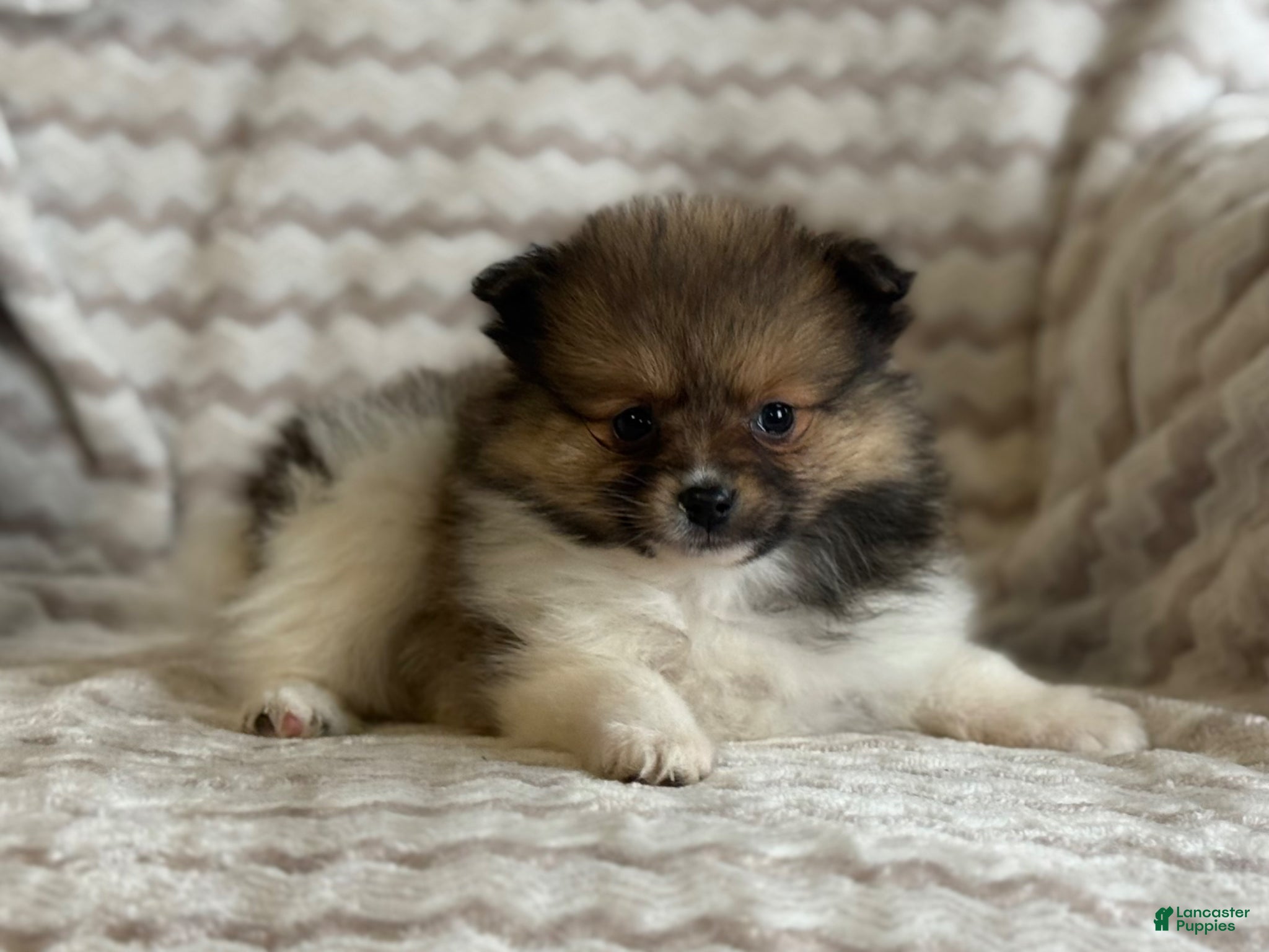 Pomeranian dogs Roxy - Ad 2