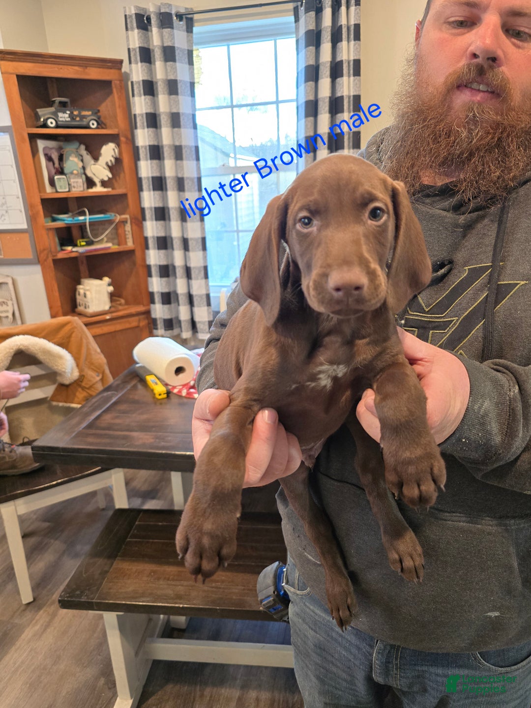 German Shorthaired Pointer dogs for sale: German Shorthaired Pointer Puppy 2 - Ad 1