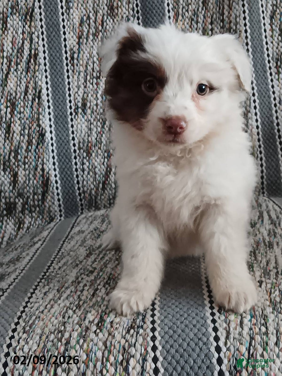 Miniature Australian Shepherd dogs Maple   - Ad 35