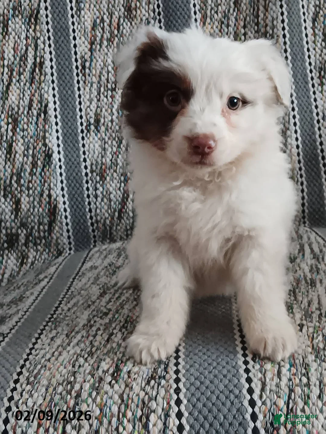 Miniature Australian Shepherd dogs for sale: Maple   - Ad 1