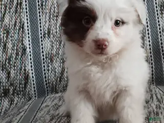 Miniature Australian Shepherd dogs Maple - Ad 12