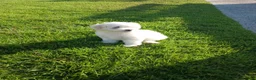 Maltipoo dogs for sale: Maltipoo 1 - Ad 3