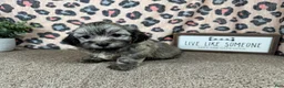 Havanese dogs for sale: Havanese 2 - Ad 9
