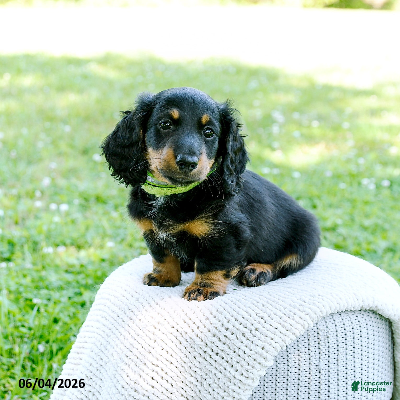 Miniature Dachshund dogs Daniel - Ad 1
