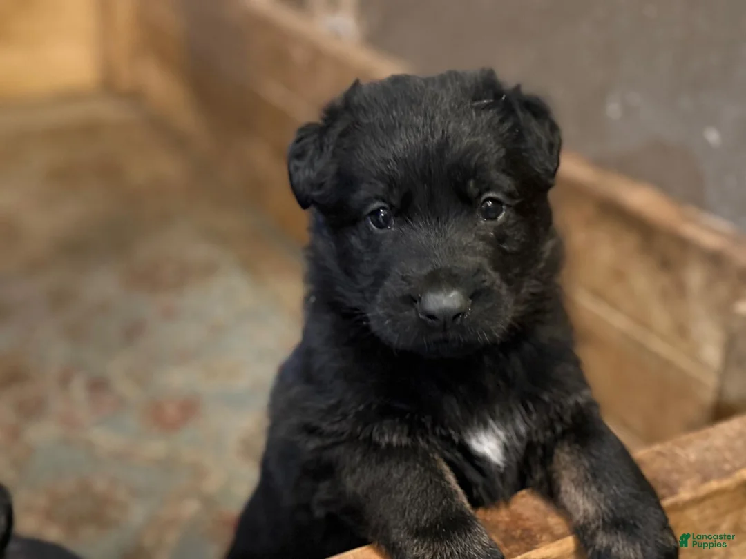 German Shepherd dogs for sale: German Shepherd Puppy 1 - Ad 6