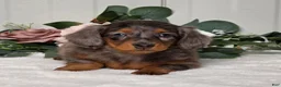 Miniature Dachshund dogs for sale: Jasmine - Ad 5