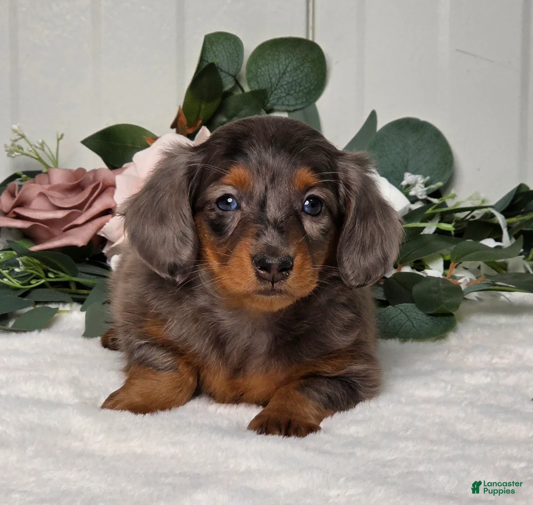 Miniature Dachshund dogs for sale: Jasmine - Ad 5