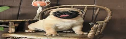 Pug dogs for sale: Spud  - Ad 5