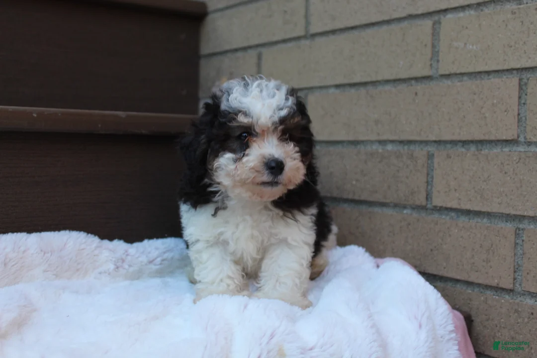 Miniature Poodle dogs for sale: Diego  - Ad 1