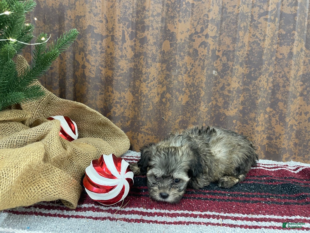 Shihpoo dogs for sale: Colter - Ad 4