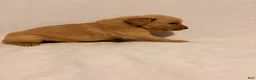 Golden Retriever dogs for sale: Golden Retriever 1 - Ad 4