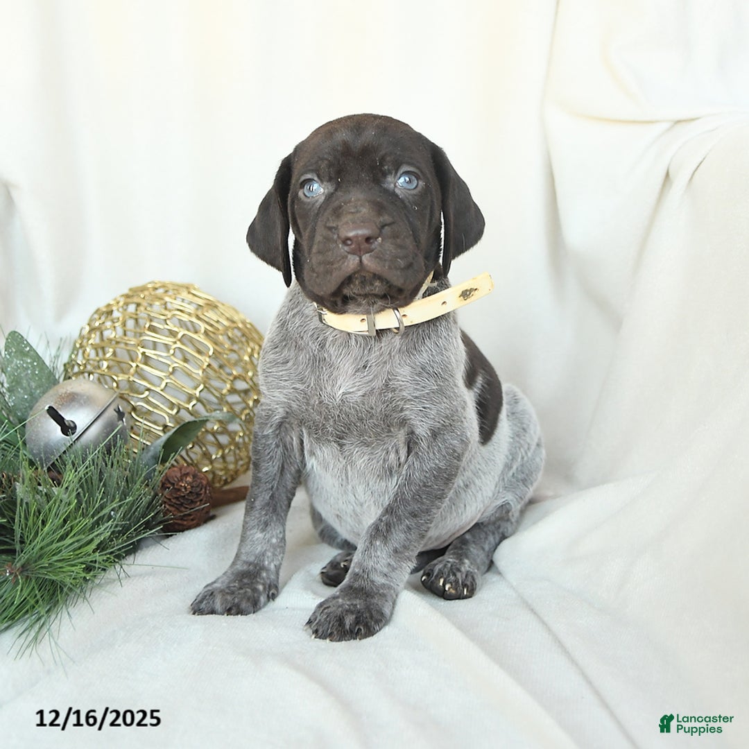 German Shorthaired Pointer dogs for sale: Dixie - Ad 4